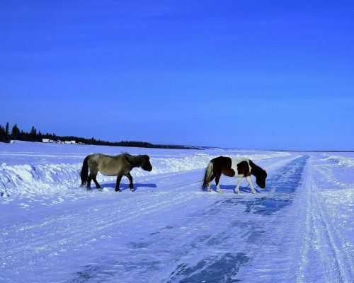 Ojmiakon - biegun zimna, czyli co zabrać na Syberię zimą. Konie przy Leńskich stołbach, Republika Sacha