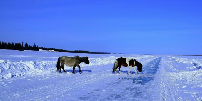 Ojmiakon - biegun zimna, czyli co zabrać na Syberię zimą. Konie przy Leńskich stołbach, Republika Sacha